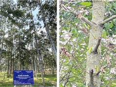 TPHCM: Quản lý sâu ăn lá trên cây sao đen và dầu rái